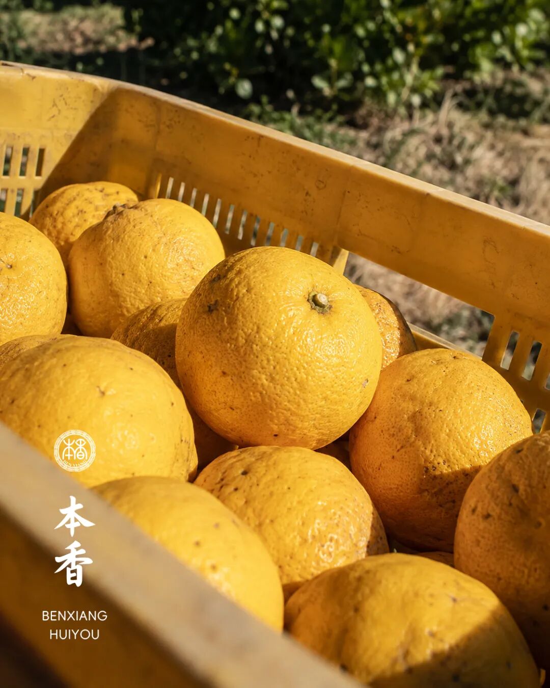 秋天第一杯酒，从一杯本香柚子酒开始